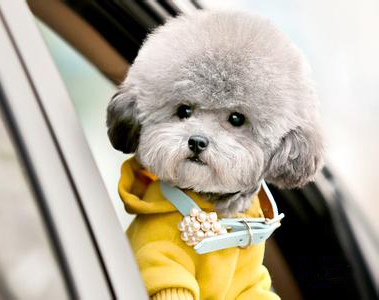 泰迪犬