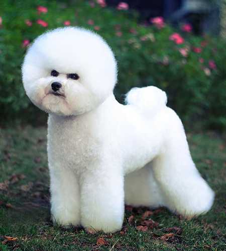 比熊犬美容賽級裝（）