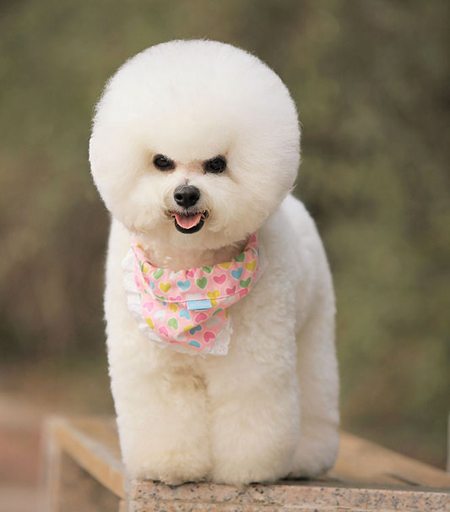 比熊犬