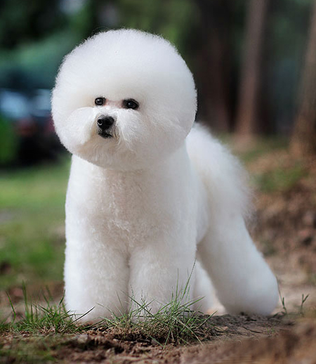比熊犬