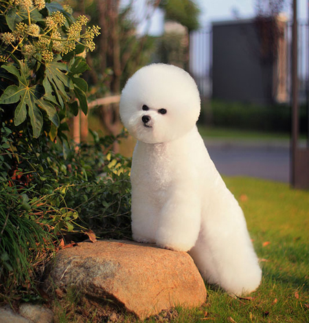 比熊犬