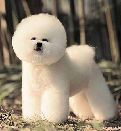 白犬振顫綜合征