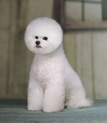 比熊犬美容賽級裝（十二）