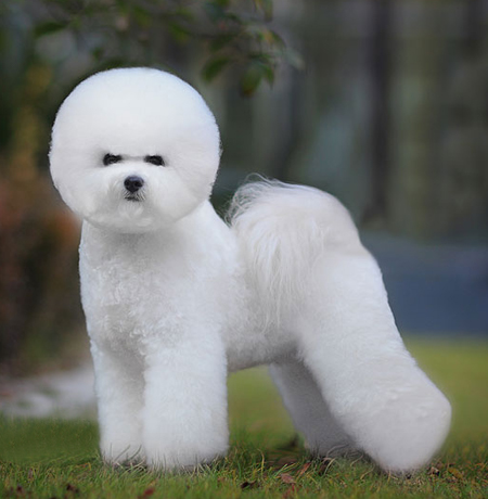 比熊犬美容賽級裝（十三）