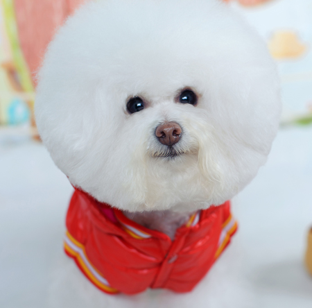 比熊犬美容賽級裝（十五）