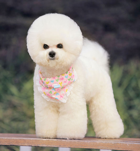 比熊犬