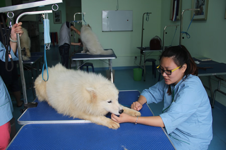 薩摩耶犬美容