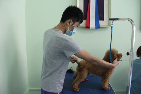圣寵學(xué)員泰迪犬實(shí)操