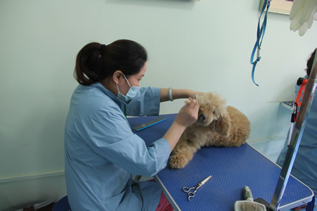 圣寵寵物學員泰迪犬實操課