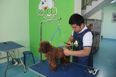 圣寵寵物學(xué)員泰迪犬修剪實(shí)操