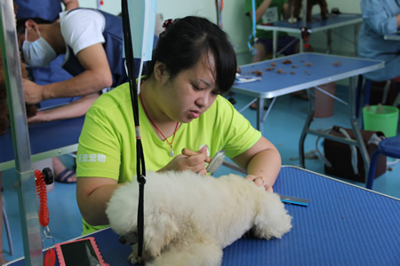 圣寵寵物學員貴賓犬護理課堂