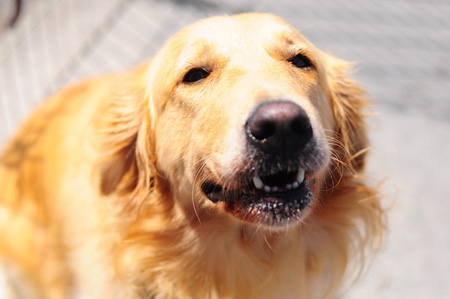 金毛犬