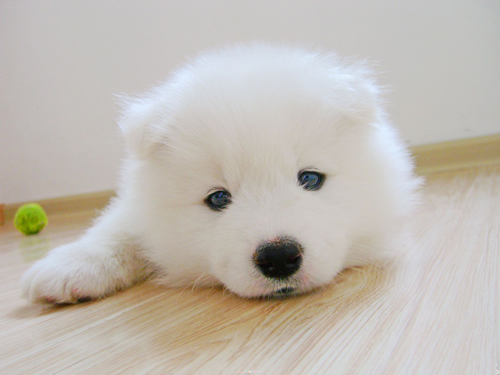 薩摩耶幼犬