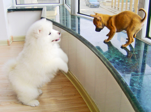 薩摩耶幼犬