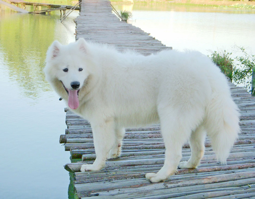 薩摩耶犬