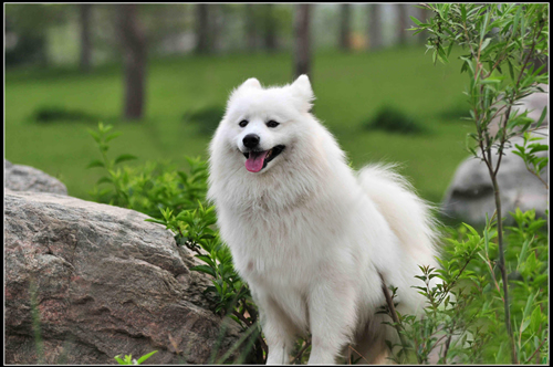 薩摩耶犬