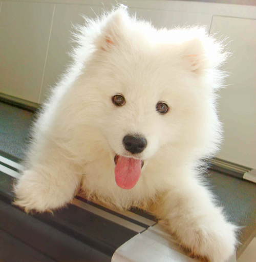 薩摩耶犬