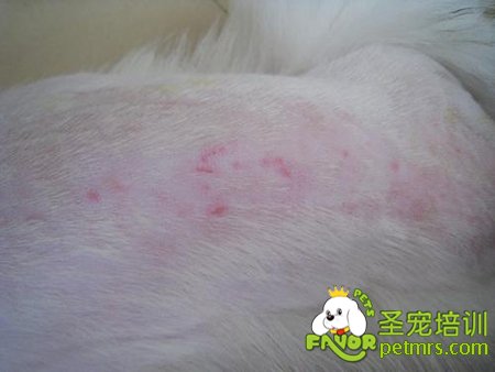 狗狗濕疹病