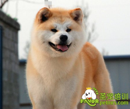 秋田犬