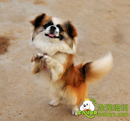 狗狗訓練