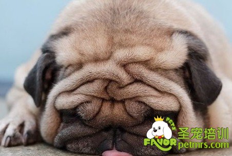 沙皮犬