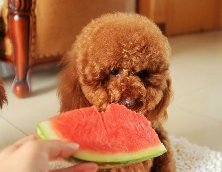 泰迪犬