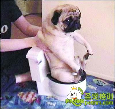 狗狗坐馬桶