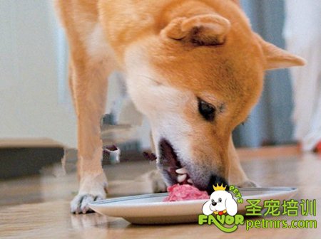 柴犬