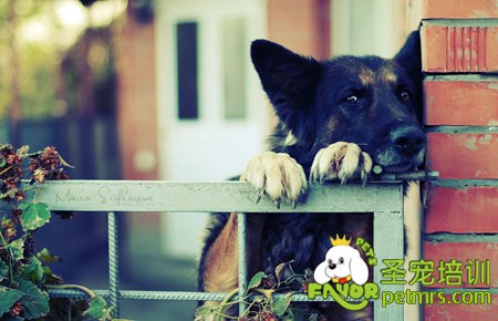 德國(guó)牧羊犬