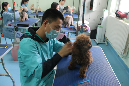 田雷貴賓犬梳毛實操課程