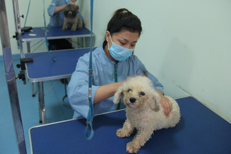 吳瓊貴賓犬梳毛實操課堂