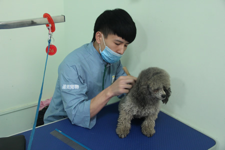 林承澤貴賓犬梳毛實操課