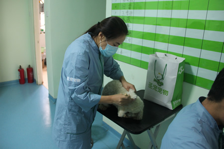 王丹貴賓犬實操課堂