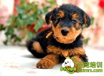 萬能梗幼犬