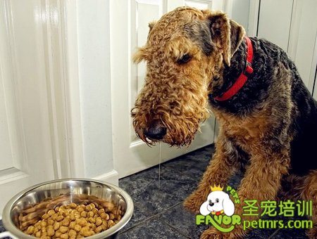 萬能梗犬