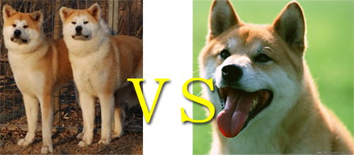 秋田犬與柴犬的區別