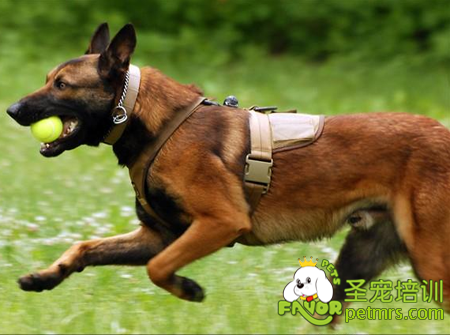 馬里努阿犬