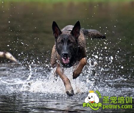 馬犬