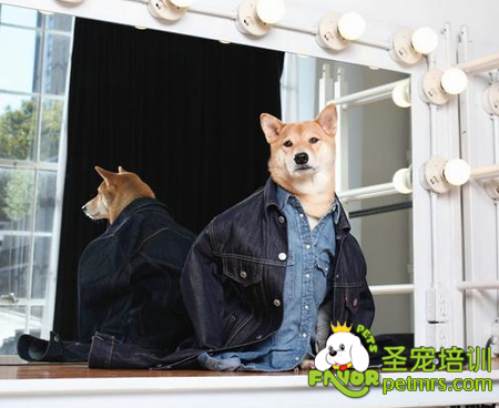 寵物狗成男裝模特