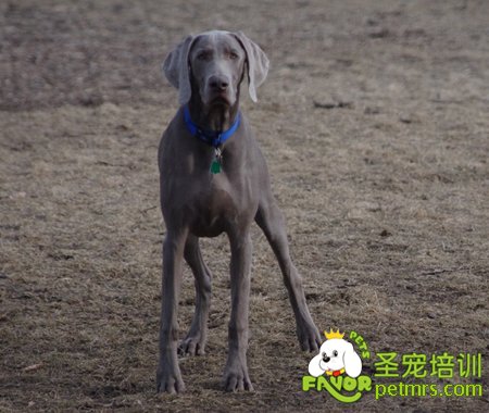 威瑪獵犬