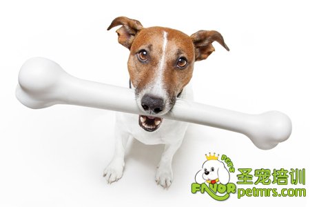 狗狗吃骨頭
