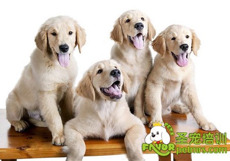 金毛犬