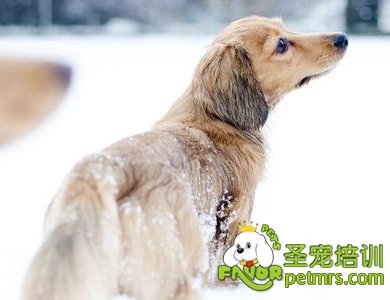 冬季狗狗