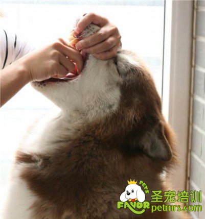 阿拉斯加雪橇犬