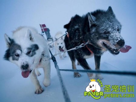 格陵蘭犬
