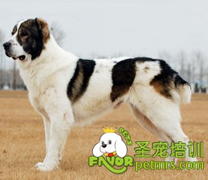 中亞牧羊犬