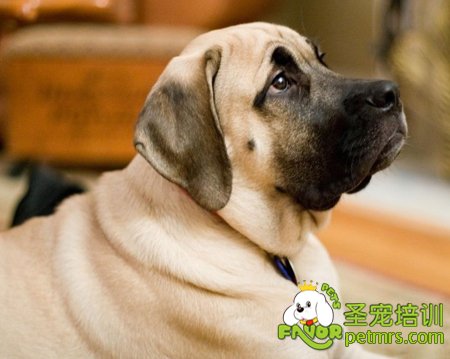 馬士提夫犬
