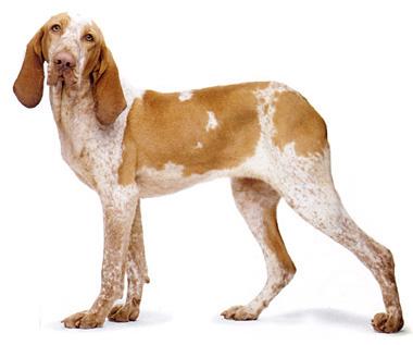 意大利布拉可犬