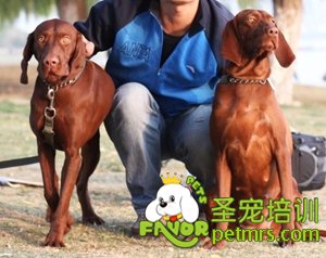 威斯拉犬