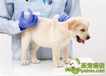給狗狗打針